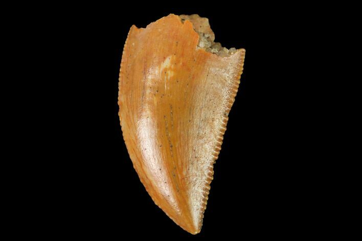 Serrated, Raptor Tooth - Real Dinosaur Tooth #142606
